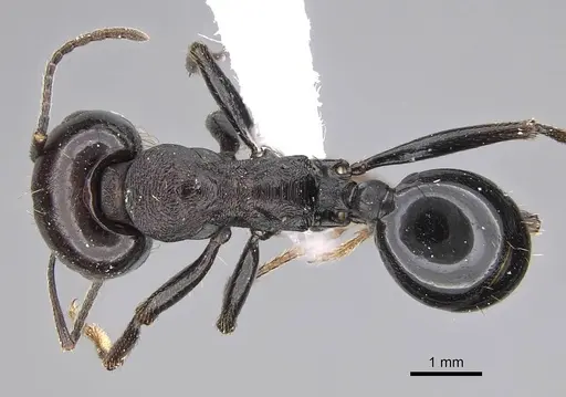 Messor ebeninus - CASENT0922882