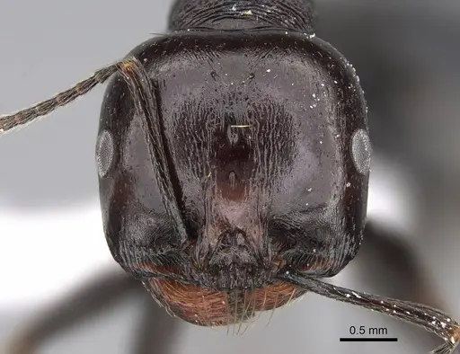 Messor ebeninus - CASENT0922882