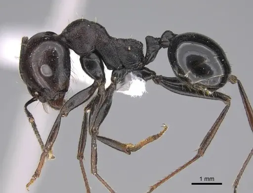 Messor ebeninus - CASENT0922882