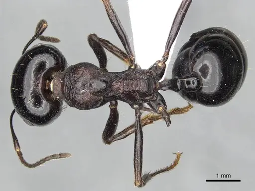 Messor ebeninus - CDA000109