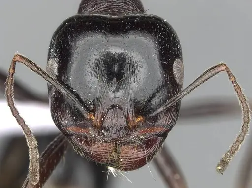 Messor ebeninus - CDA000109