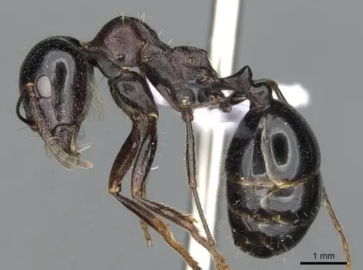 Messor ebeninus - CDA000109