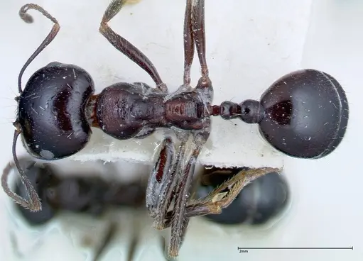 Messor ebeninus - FOCOL0209-1