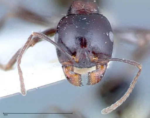 Messor ebeninus - FOCOL0209-1