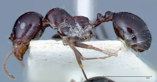 Messor ebeninus - FOCOL0209-1