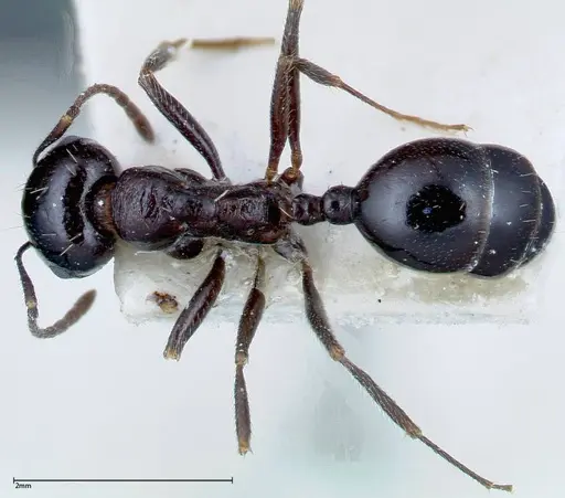 Messor ebeninus - FOCOL0209-2