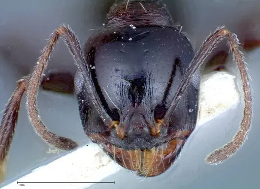 Messor ebeninus - FOCOL0209-2