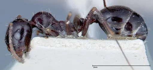 Messor ebeninus - FOCOL0209-2