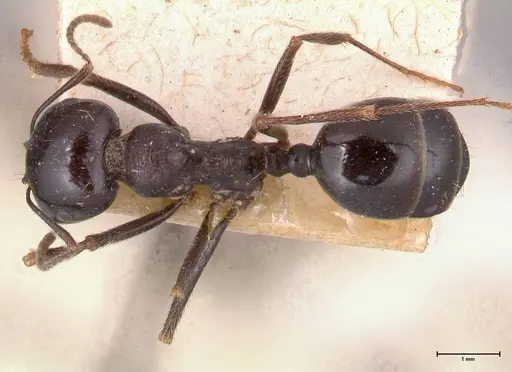 Messor ebeninus - FOCOL0690