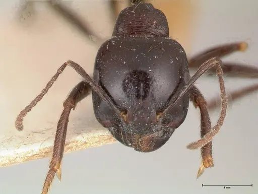 Messor ebeninus - FOCOL0690