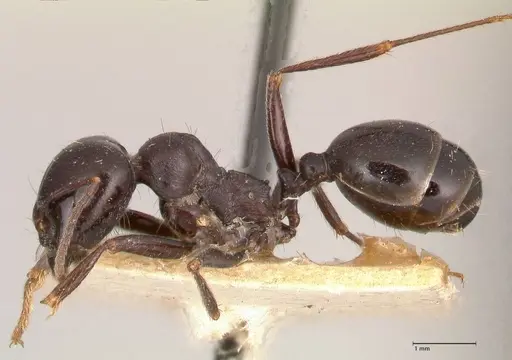 Messor ebeninus - FOCOL0690