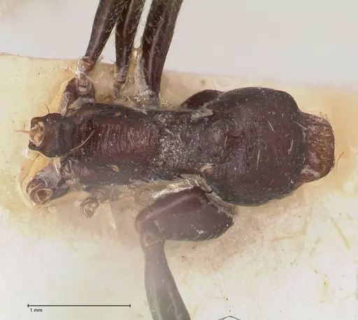 Messor ebeninus - FOCOL0764-1