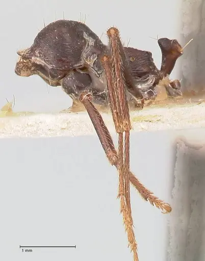 Messor ebeninus - FOCOL0764-1