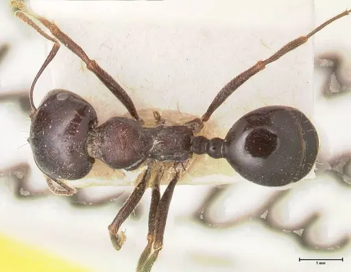 Messor ebeninus - FOCOL0764-2