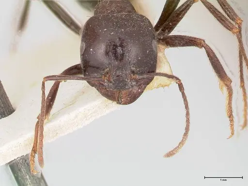 Messor ebeninus - FOCOL0764-2