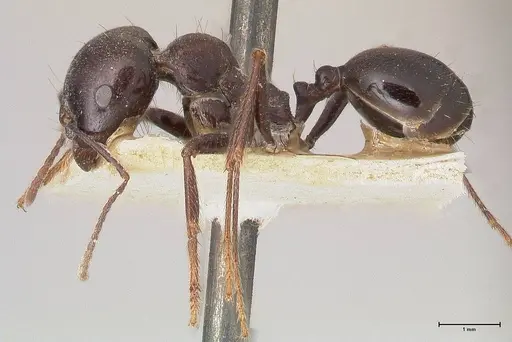 Messor ebeninus - FOCOL0764-2