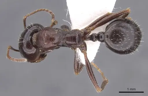 Messor erectus specimen