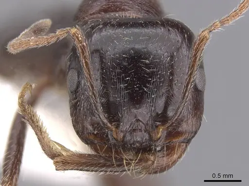 Messor erectus specimen