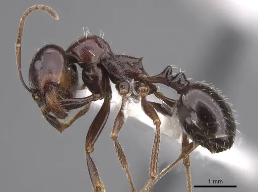 Messor erectus specimen