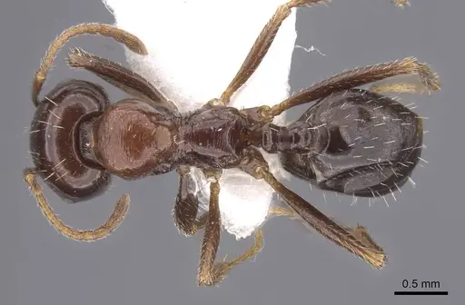 Messor erectus - CASENT0915454