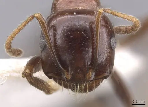 Messor erectus - CASENT0915454