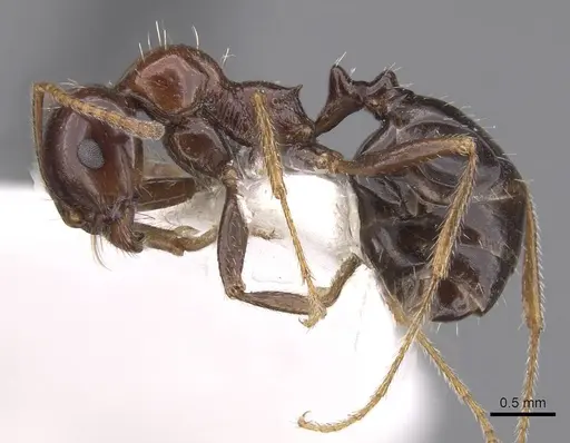 Messor erectus - CASENT0915454