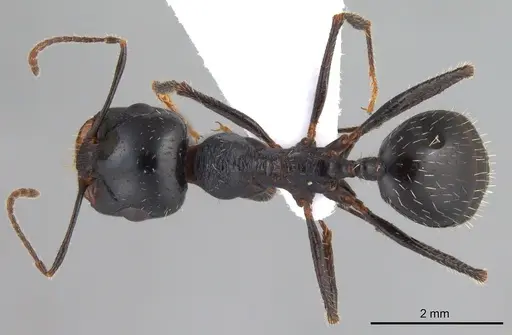 Messor excursionis specimen