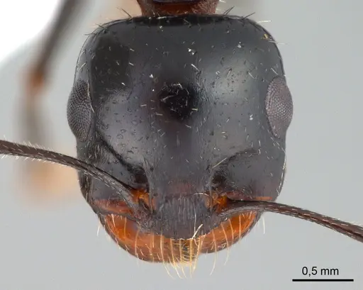 Messor excursionis specimen