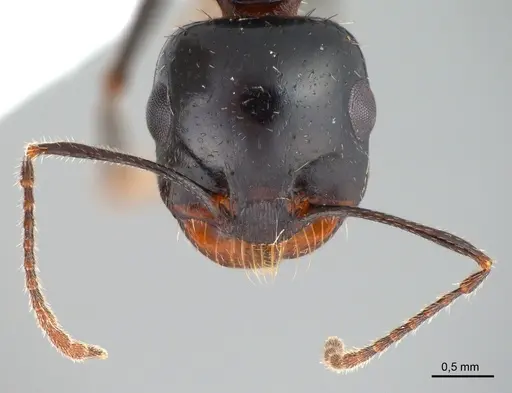 Messor excursionis specimen