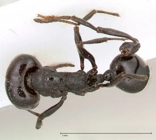 Messor ferreri specimen