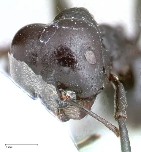 Messor ferreri specimen