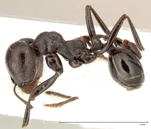 Messor ferreri specimen