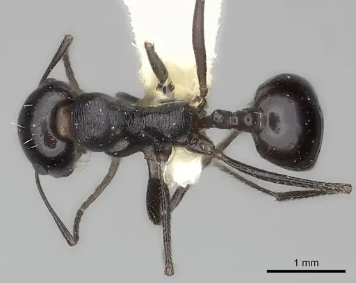 Messor foreli specimen