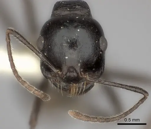 Messor foreli specimen