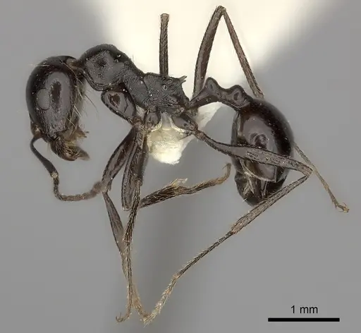 Messor foreli specimen