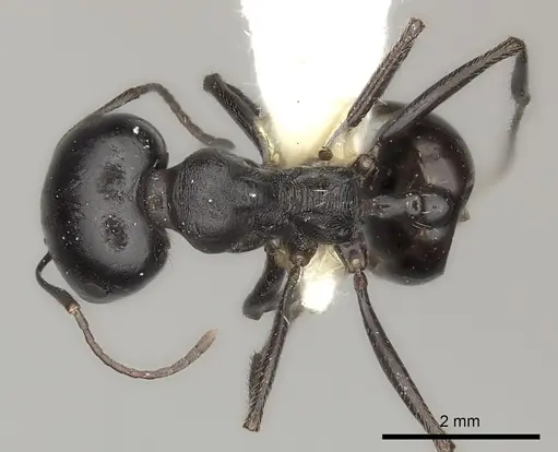 Messor foreli - CASENT0217872