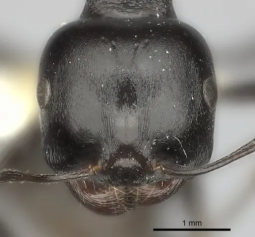 Messor foreli - CASENT0217872