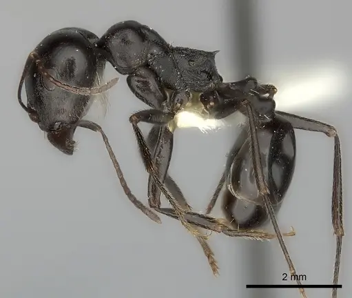 Messor foreli - CASENT0217872