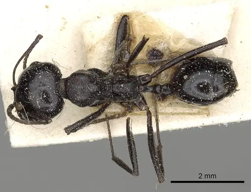 Messor foreli - CASENT0249825