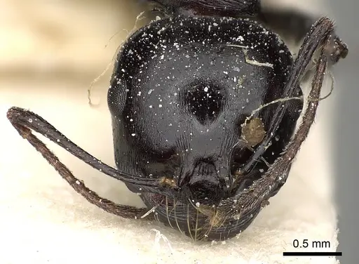 Messor foreli - CASENT0249825