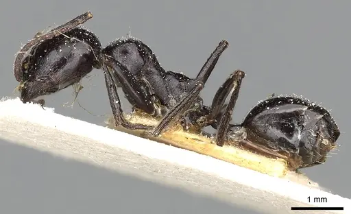 Messor foreli - CASENT0249825