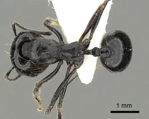 Messor foreli - CASENT0249826