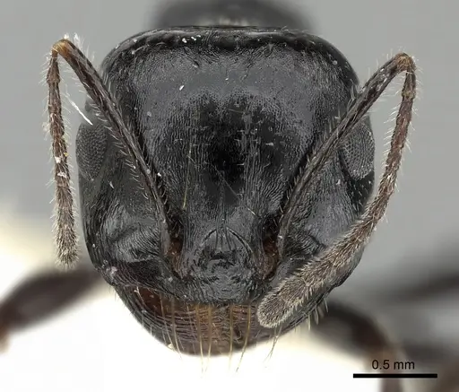 Messor foreli - CASENT0249826