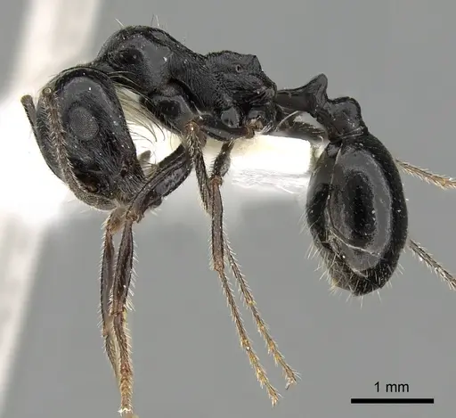 Messor foreli - CASENT0249826