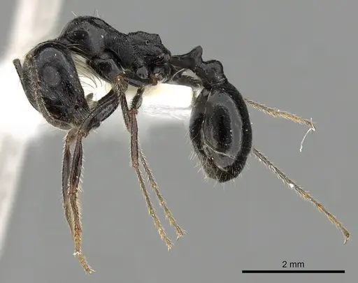 Messor foreli - CASENT0249826