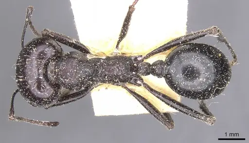 Messor foreli - CASENT0913145