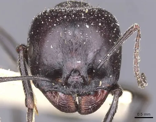 Messor foreli - CASENT0913145