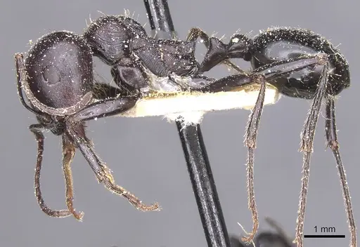 Messor foreli - CASENT0913145