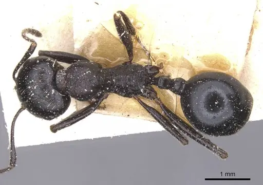 Messor foreli - CASENT0913146