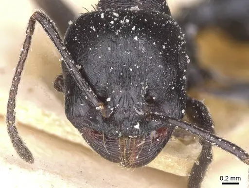 Messor foreli - CASENT0913146